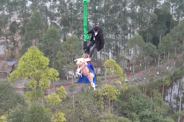 綁豬蹦極景區致歉 豬很淡定已經送去屠宰場